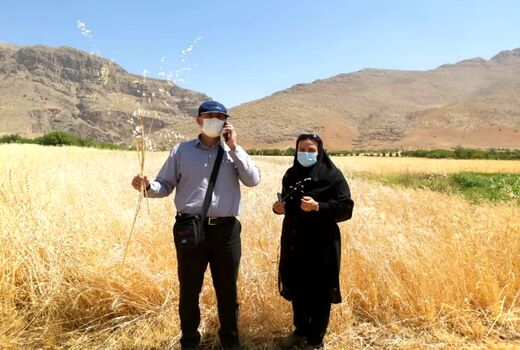 بررسی پراکنش علف هرز یولاف درمزارع گندم و جو در دشت اردل