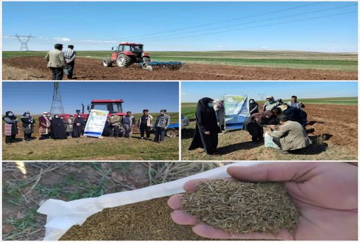 دومین سایت الگویی کشت زیره سبز در قزوین راه‌اندازی شد