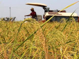 آغاز عملیات برداشت خوشه‌های طلایی برنج به روش مکانیزه از سطح اراضی کشاورزی شهرستان مرزی پارس‌آباد مغان