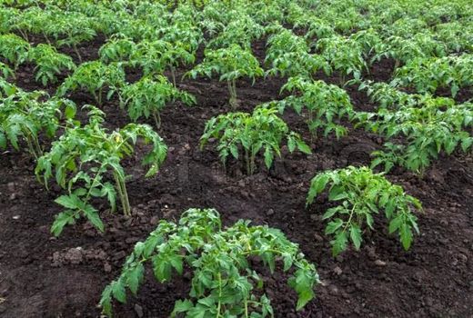 آغاز کشت گوجه‌فرنگی در استان بوشهر