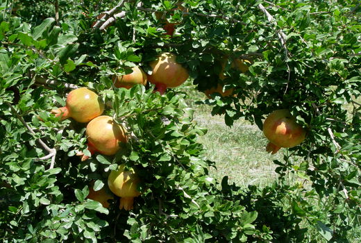 آغاز برداشت انار از باغات سیستان وبلوچستان