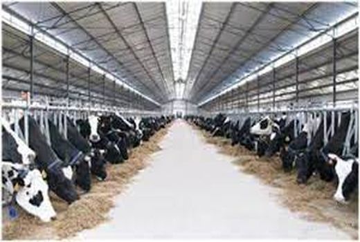 مجتمع گاوداری صنعتی شیروان در آستانه بهره برداری 