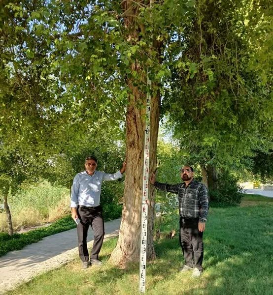 استفاده از شبکه‌های عصبی مصنوعی، انقلابی در شناسایی مناطق مستعد کشت گونه‌های جنگلی است