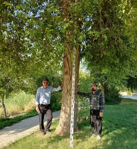 استفاده از شبکه‌های عصبی مصنوعی، انقلابی در شناسایی مناطق مستعد کشت گونه‌های جنگلی است