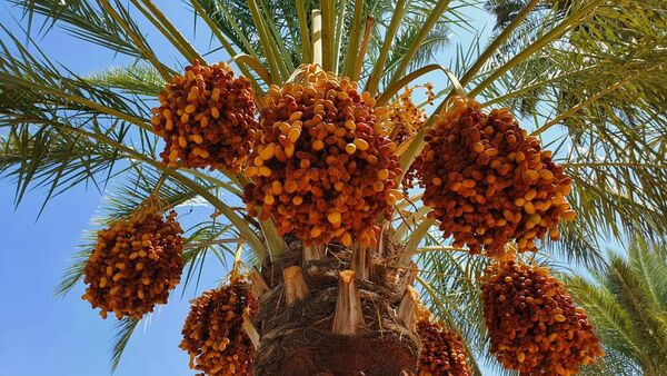 آخرین مهلت برای اخذ QR code محصولات باغی اعلام شد 