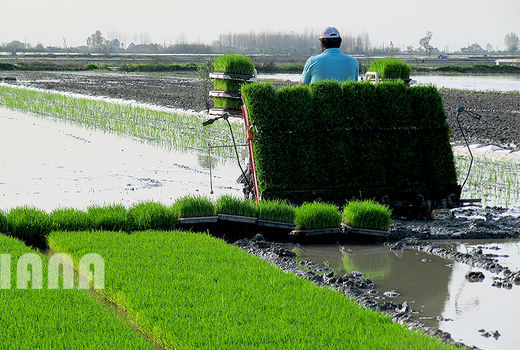 فعالیت‌های مرتبط با برنج در قالب زنجیره انجام می‌شود