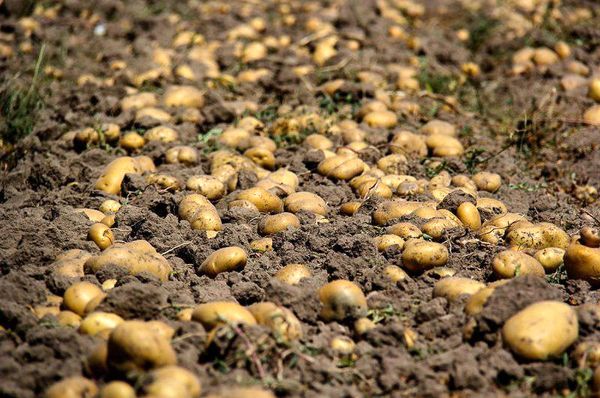 افزایش ۲۰ درصدی تولید سیب‌زمینی با وجود کاهش ۱۲درصدی سطح زیر کشت