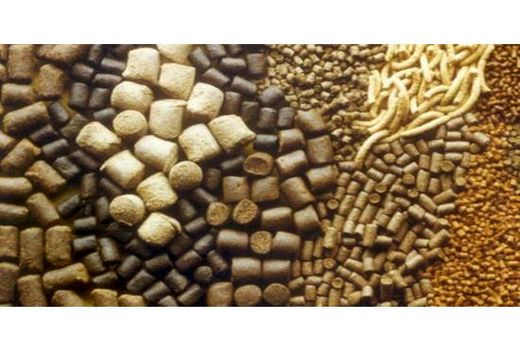 تولید سالانه 255 هزار تن خوراک دام در بهشهر