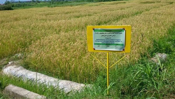 آغاز برداشت رقم مادری برنج پرمحصول گیلانه برای نخستین بار در کشور