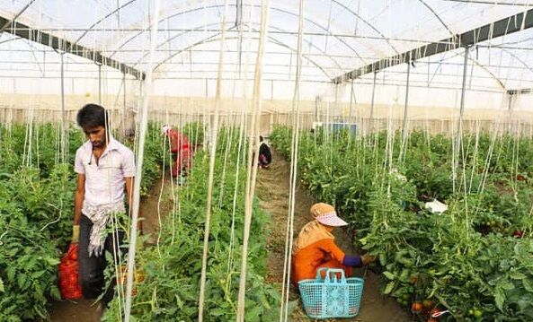 افزایش ۴۰ درصدی تولید محصولات گلخانه‌ای در هرمزگان