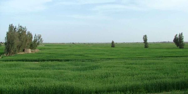 کشت گندم در 20 هزار هکتار از اراضی کشاورزی سیستان و بلوچستان