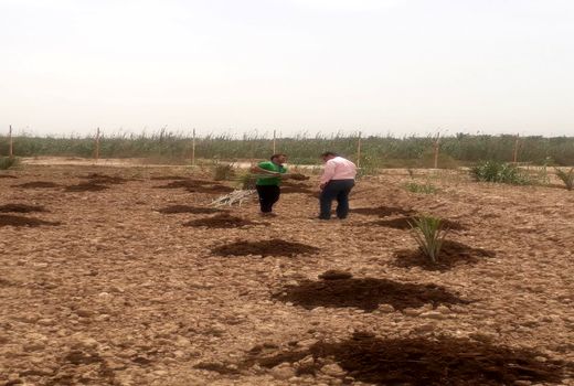 نظارت بر کشت اصولی پاجوش نخیلات در آبادان