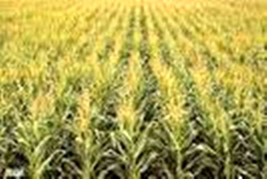 برداشت 50 تن ذرت علوفه‌ای از هر هکتار در چهارمحال و بختیاری