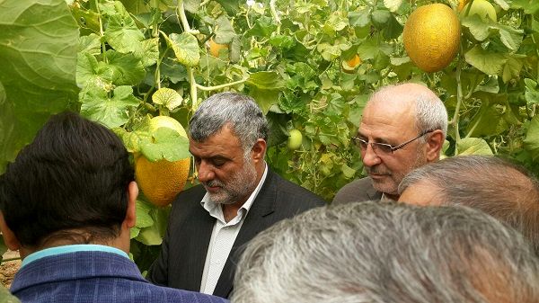 بازدید حجتی از گلخانه خربزه داربستی در شاهین‌شهر اصفهان/ تولید یک کیلو خربزه با 25 لیتر آب