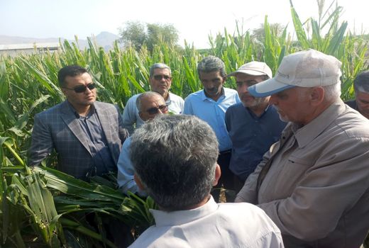 بازدید رئیس سازمان جهاد کشاورزی استان کرمان از طرح های کشاورزی شهرستان ارزوئیه