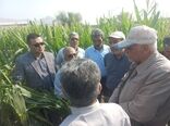 بازدید رئیس سازمان جهاد کشاورزی استان کرمان از طرح های کشاورزی شهرستان ارزوئیه