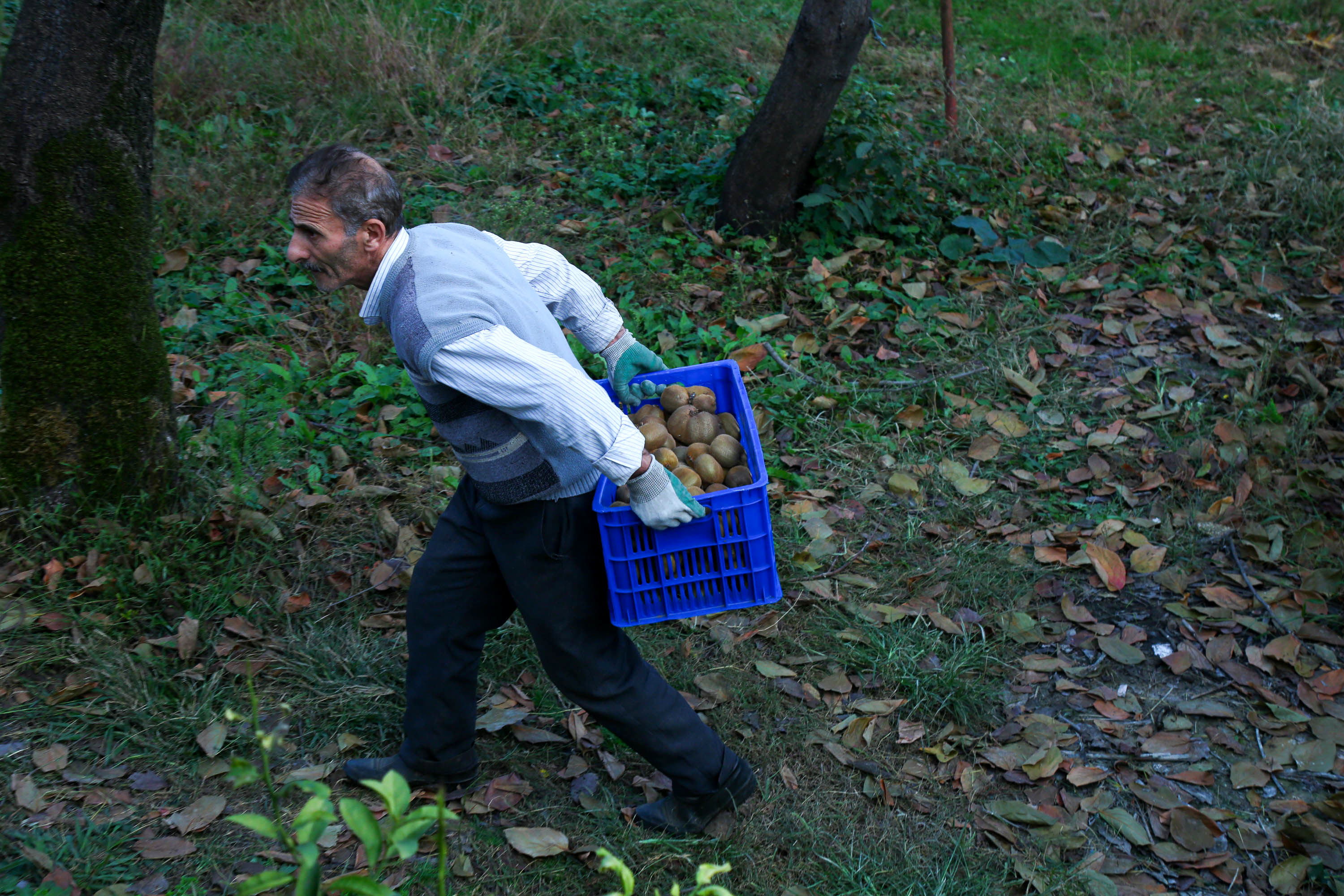  میوه ای شگفت انگیز به نام کیوی 