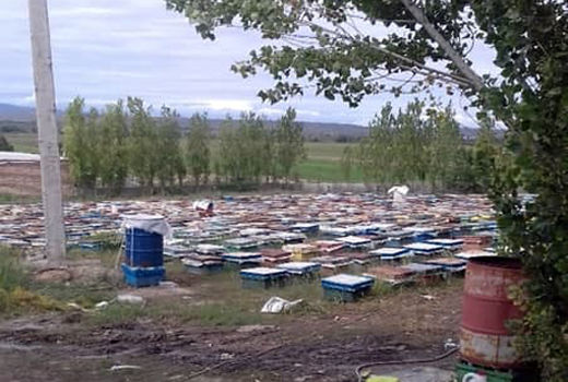 تولید سالانه 2175 تن عسل توسط زنبورداران شهرستان خداآفرین