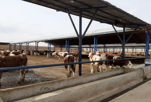 304 رأس گاو سمینتال – فلکویه از آلمان خریداری شد