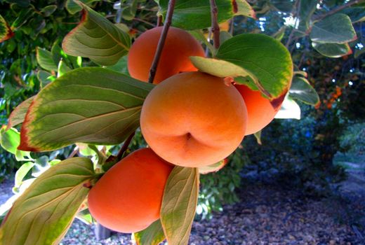 تولید 2500 تن خرمالو در جهرم