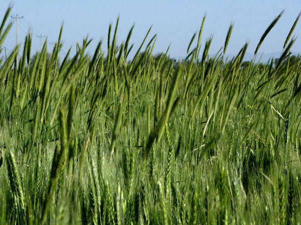 گندم‌گاران نسبت به پایش و تغذیه گیاهی مزارع خود اقدام کنند