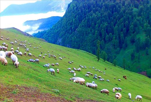 احیای مراتع پارک ملی توران بعد از خشکسالی