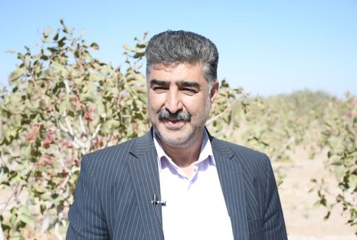 تولید سالانه بیش از یک هزار و 370 تن سنجد در استان