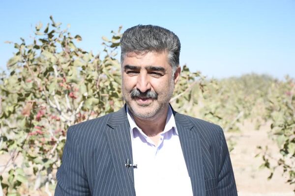 تولید سالانه بیش از یک هزار و 370 تن سنجد در استان