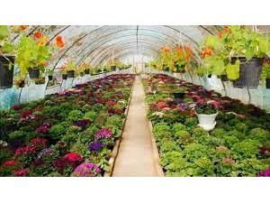 49 مجوز احداث گلخانه کوچک مقیاس در میاندورود صادر شد/ اشتغالزایی 49 نفر