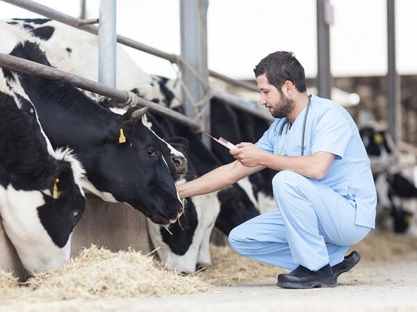 تشکیل کار گروه پیشگیری و مقابله با تب برفکی در سرچهان