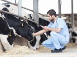 تشکیل کار گروه پیشگیری و مقابله با تب برفکی در سرچهان