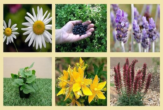 گنگره گیاهان دارویی؛ مکانیزاسیون و فرآوری برگزار می شود