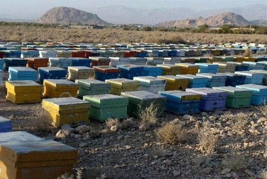  لزوم سرشماری زنبورستان‌ها برای پیشبرد سند راهبردی توسعه زنبورداری کشور