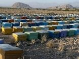  لزوم سرشماری زنبورستان‌ها برای پیشبرد سند راهبردی توسعه زنبورداری کشور