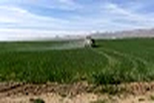 عملیات کنترل سن غلات در استان اصفهان