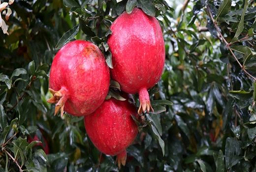 شهرضا؛ سرزمین پُر ظرفیت کشاورزی و اناری که کیفیت آن رقیب ندارد