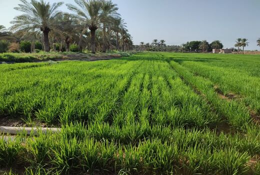 بررسی تاثیر آبیاری قطره‌ای بر شلتوک در کارون