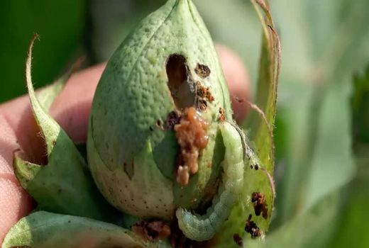 زمان طلایی مبارزه با کرم قوزه پنبه را از دست ندهید