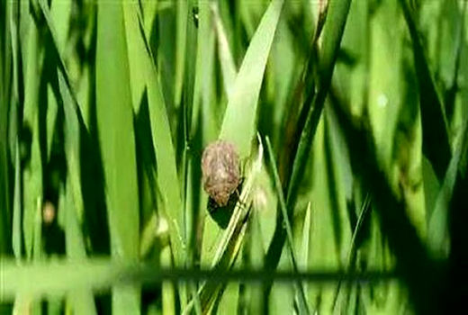 آغازمبارزه با پوره سن غلات در مزارع خراسان شمالی 