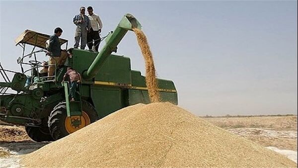 کاهش ۲۰ هزار هکتاری سطح زیرکشت گندم در استان