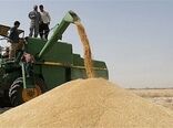کاهش ۲۰ هزار هکتاری سطح زیرکشت گندم در استان