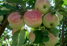  امسال 190 هزار تن سیب تابستانه از باغات آذربایجان غربی برداشت می‌شود