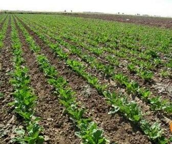 چرا توسعه کشت چغندرقند پاییزه اهمیت دارد