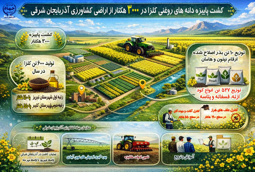 کشت دانه های روغنی کلزا در 3000 هکتار از اراضی کشاورزی آذربایجان شرقی