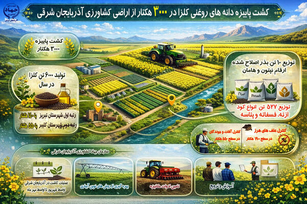 کشت دانه های روغنی کلزا در 3000 هکتار از اراضی کشاورزی آذربایجان شرقی