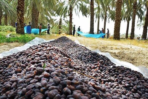 برداشت خرما بم با رعایت  پروتکلهای بهداشتی است