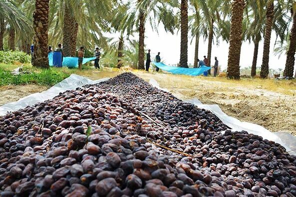 برداشت خرما بم با رعایت  پروتکلهای بهداشتی است