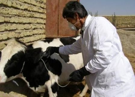 آغاز عملیات مایه کوبی جمعیت دام سنگین شهربابک بر علیه بیماری لمپی اسکین