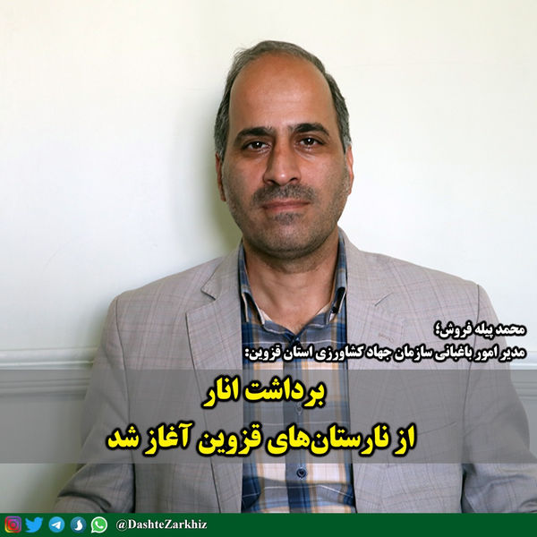  آغاز عملیات برداشت انار از سطح ۸۴۰ هکتار از باغ‌های قزوین