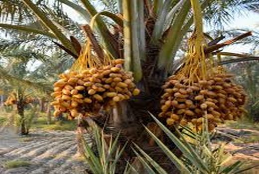 صدور شناسنامه باغات در خوزستان